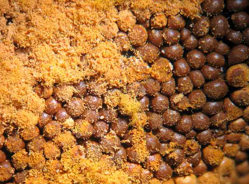 Trichia favoginea?